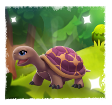 Indian Star Tortoise