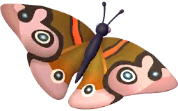 Common Buckeye Butterfly