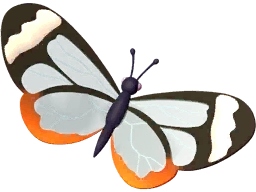 Common Glasswing Butterfly