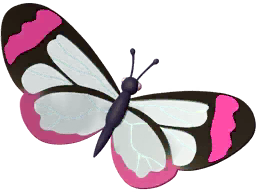 Pink Glasswing Butterfly