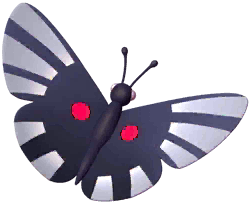 Pink Metalmark Butterfly