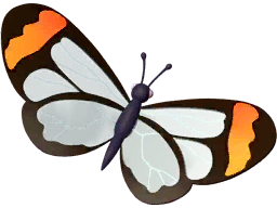 Rainbow Glasswing Butterfly