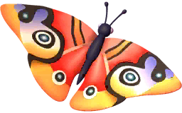 Red Buckeye Butterfly