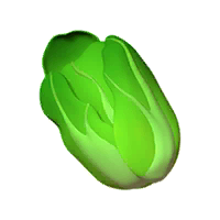 Cabbage