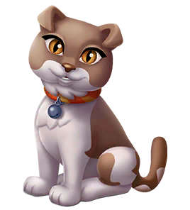 Scottish Fold Cat