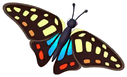 Common Jay Butterfly