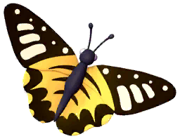 Yellow Clipper Butterfly