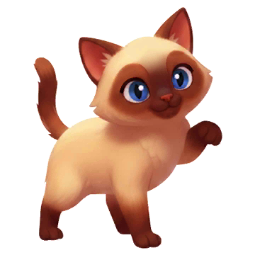 Himalayan Cat