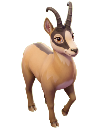 Chamois